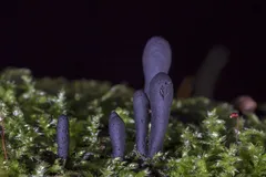 11402748_717524145043299_8094187391830014151_n