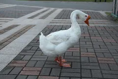 11039879_699621500166897_700844716263103183_n